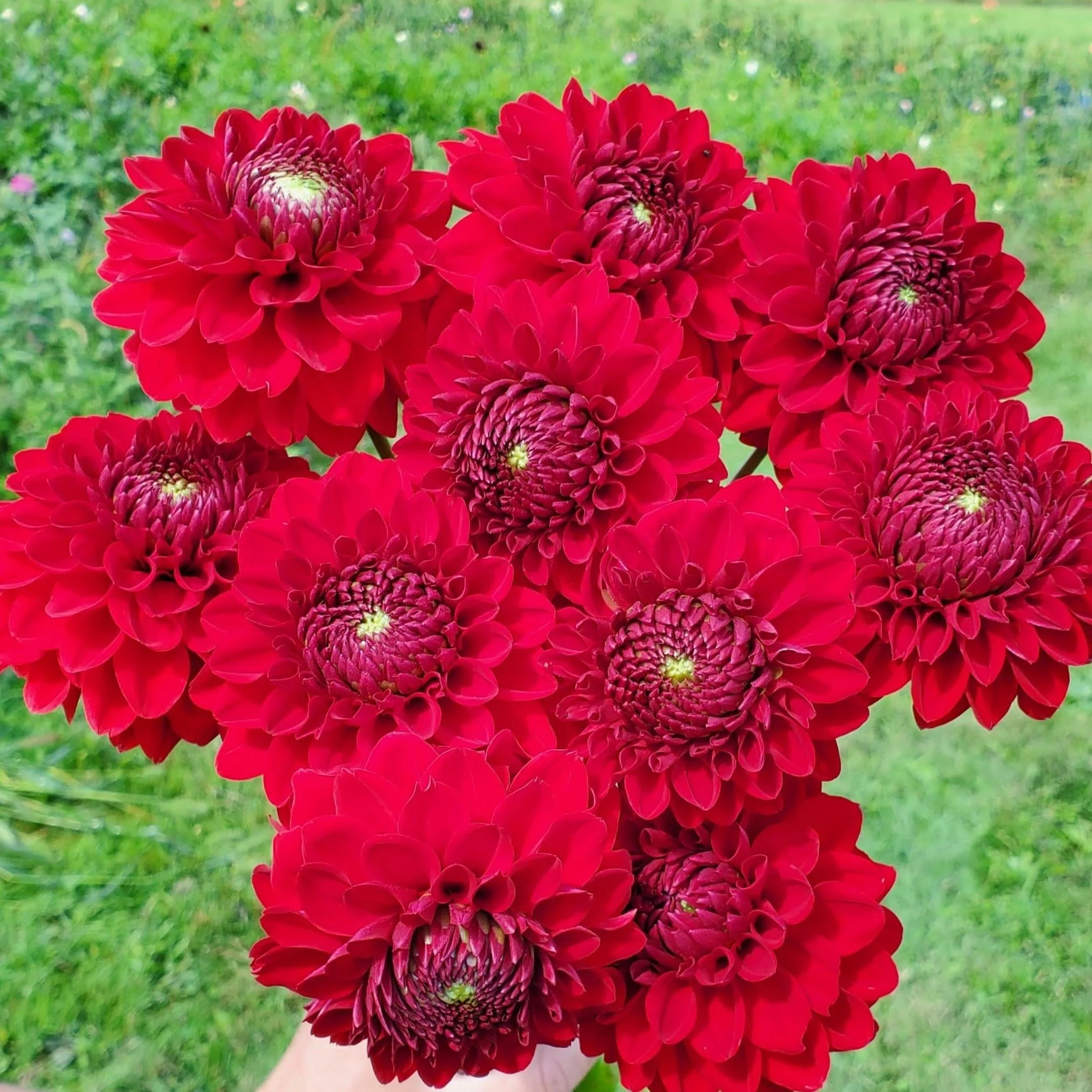 ＊Dahlia＊ページ X JAPAN DAHLIA 4th CD Album 1996 YOSHIKI HIDE TOSHl Japanese
